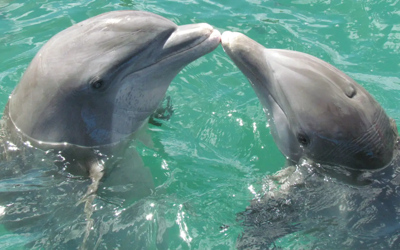 Deux dauphins qui s'aiment NOBOOK